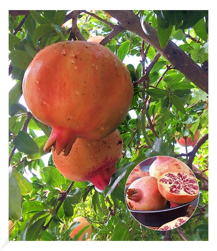 Granatapfel pflanze punica - granatapfel,,