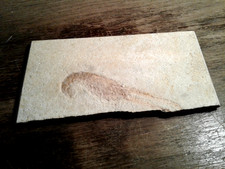 Fossilien,Versteinerung,Fauna