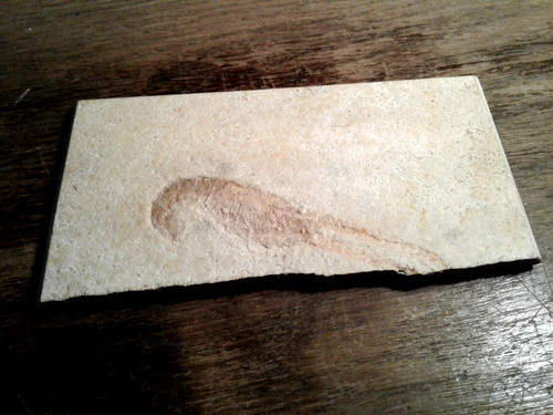 Fossilien,Versteinerung,Fauna