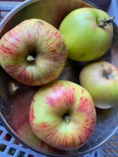 10 Liter Apfelsaft Bag in Box