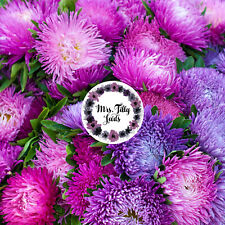 ZWERG ASTER Mischung Pastell Farben 300+ Samen tolle Balkonblumen Bodendecker