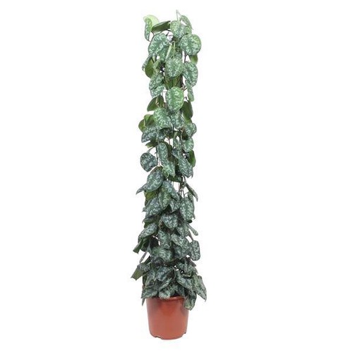 Efeutute scindapsus pictus - efeutute,