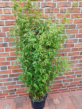 Fargesia Jiuzhaigou (Höhe: 160-180 cm), Roter Bambus, Jadebambus + Dünger