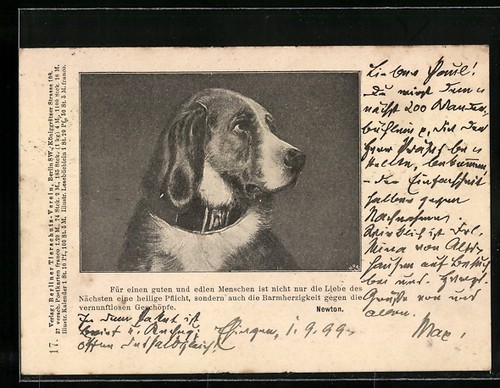 Hund mit treuen augen - hund,