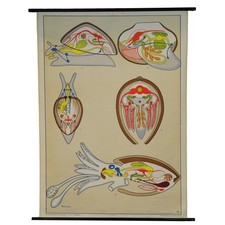 Schulwandkarte Lehrtafel Rollbild Poster Anatomie der Mollusken (Weichtiere)