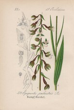 Sumpf stendelwurz epipactis - sumpf-stendelwurz, (epipactis