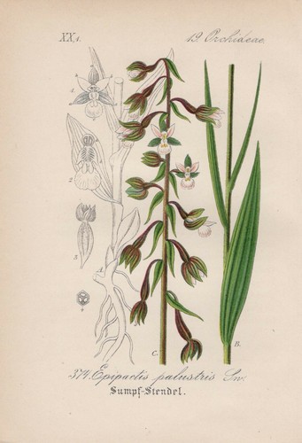 Sumpf stendelwurz epipactis - sumpf-stendelwurz, (epipactis