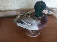 Ausgestopfte Ente 