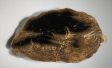 Verkieseltes holz aus der - verkieseltes,