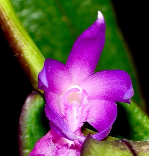 Dendrobium ostrinum