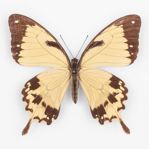 Papilio dardanus antinorii - , ♀