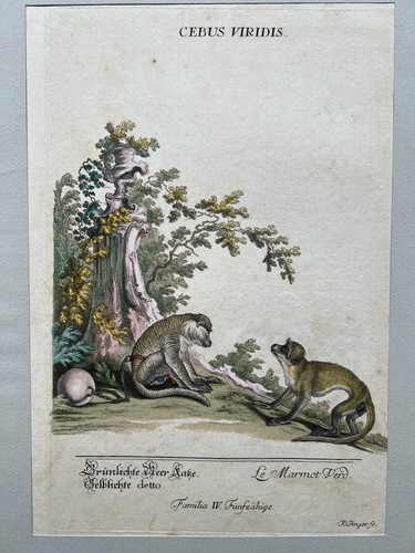 Kolorierter kupferstich - kolorierter,