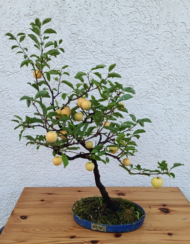 Fruchtender pflaumen bonsai - fruchtender, pflaumen-bonsai