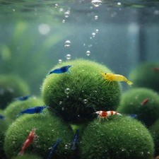 3 Mooskugeln 5 - 7 cm