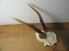 Schönes Rehgeweih Gehörn