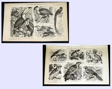 KUCKUCKSVÖGEL Tukan Wiedehopf