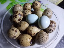 Wachteleier Bruteier