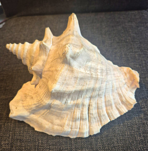 Große deko muschelschale - große, deko-muschelschale