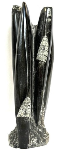 Fm0340 orthoceras turm - orthoceras,