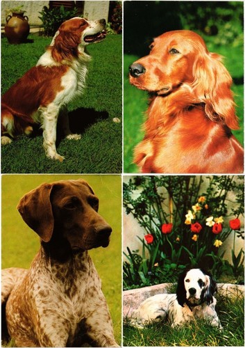 Hund hunde tiere 350 - hund,, hunde,