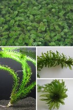 Wasserpest 1x Bund Egeria densa - Wasserpflanzen Aquarium Teich winterhart Koi