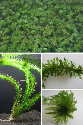 Wasserpest bund egeria - 1x,