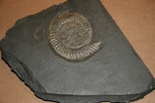 Ammonit Dactilioceras sp. Holzmaden, Deutschland (ES 63 A )