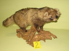 Ausgestopfter Marderhund