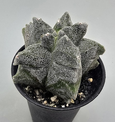 Ausgefallener astrophytum - ausgefallener,