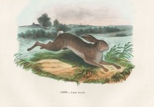 Lepus timidus Schneehase Hasen