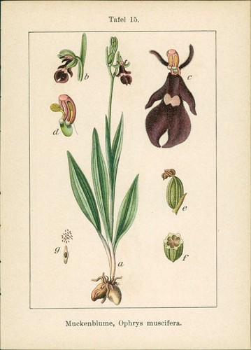 Lithographie muckenblume - lithographie, :
