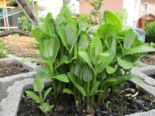 Samen für Papageienpflanze mindestens 10 Stück