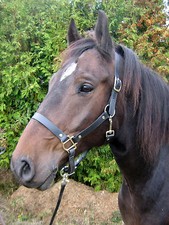 BioThane Stallhalfter, Halfter, Wunschfarbe, Größenauswahl, Produktzertifikat