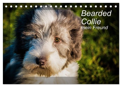 Bearded collie mein freund - bearded,