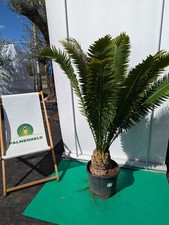 Dioon edule 130–150cm Mexikanischer Palmfarn Cycadee Exot Rarität Wintergarten