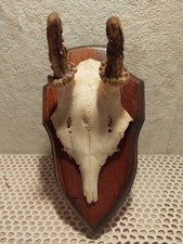 hübsches altes Geweih /