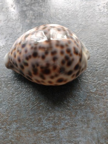 Tigermuschel cypraea tigris - ,