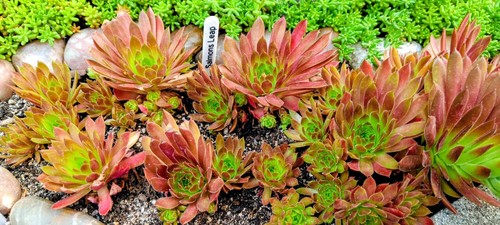 Züchter sempervivum salmons - sempervivum, "salmons
