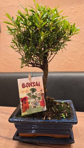 Bonsai syzygium - bonsai, -syzygium