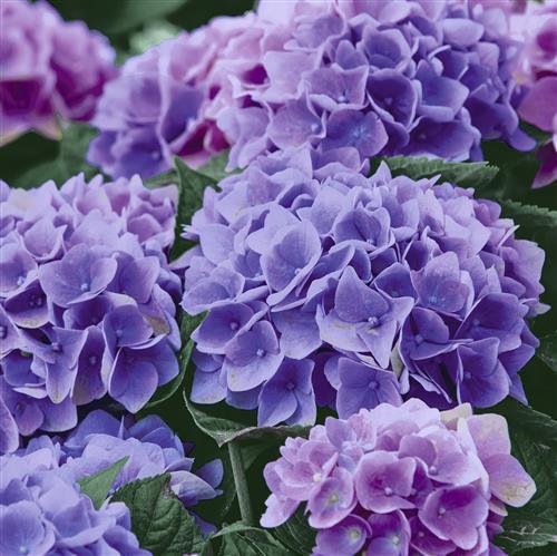 Servietten lilac hydrangea - 20,