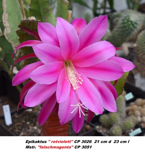 Epikaktus hybride - epikaktus, hybride,