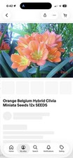 Clivia Belgian Hybrid Grown
