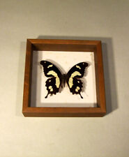 Papilio hesperus, Schmetterling, Falter Kamerun, Afroka, hinter Glas !