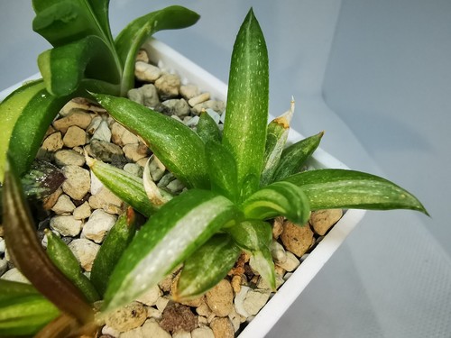 Haworthia kikko nishiki - haworthia,