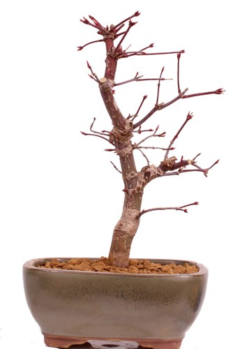 Bonsai acer palmatum - acer,