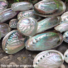 Natürliche Abalone Schale