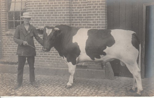 Foto bauer mit zuchtbulle - foto,