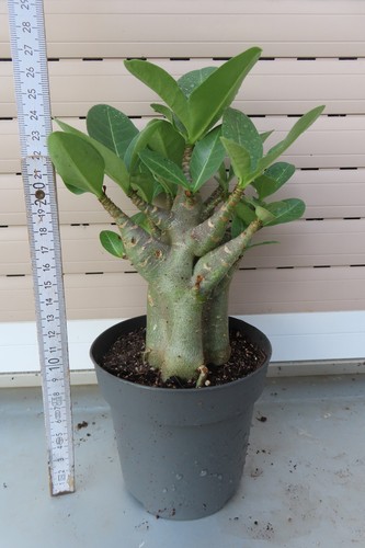 Adenium obesum wüstenrose - adenium,