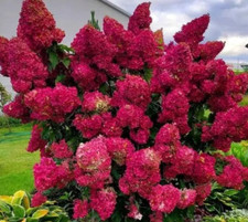 Hortensie MAGICAL FLAME Rispenhortensie Rosa / Rot Hydrangea paniculata