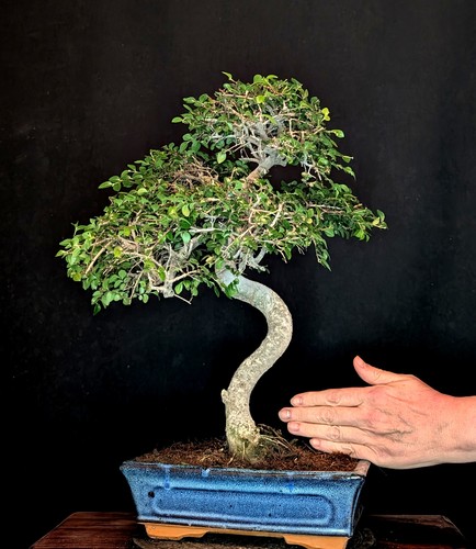 Bonsai chinesische ulme - bonsai,